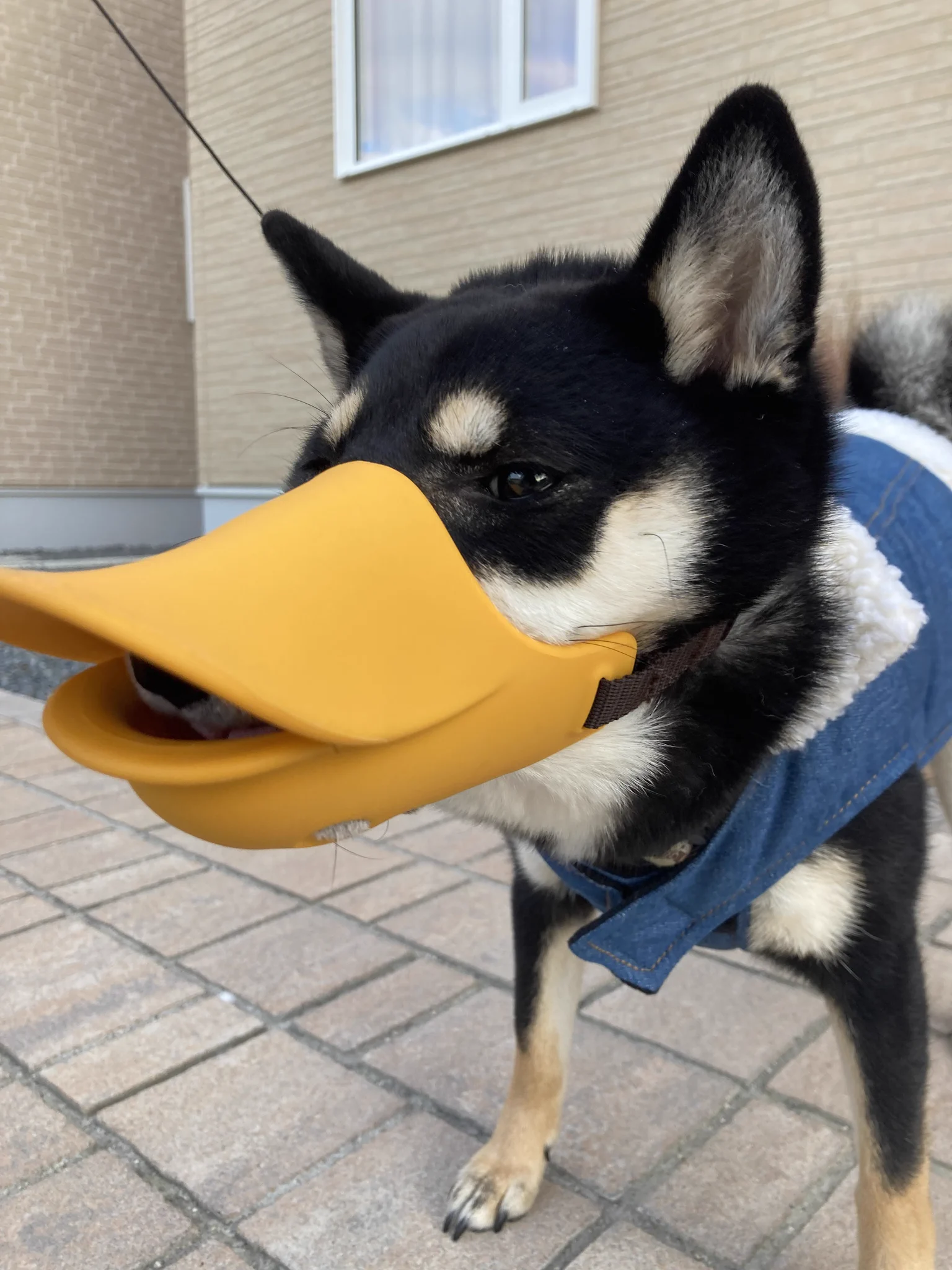 アヒル？！誤食防止用のカバーをつけた柴犬が別の生き物に見えるけど可愛い！！