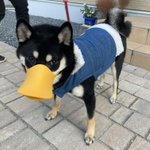 アヒル？!誤食防止用のカバーをつけた柴犬が別の生き物に見えるけど可愛い!