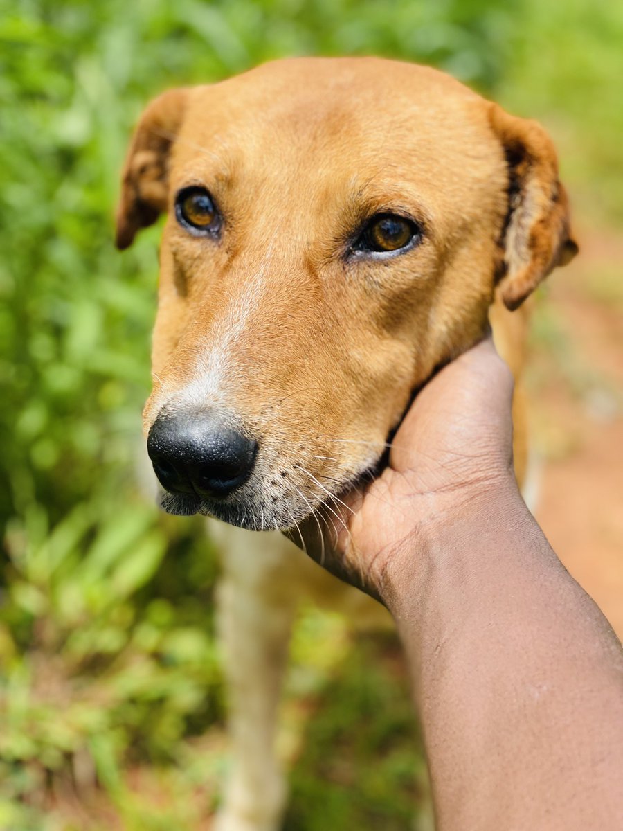 roberts_rescue's tweet photo. We love because He first loved us.
1 John 4:19 donate here to save suffering animals; https://t.co/fREJYg1UTe https://t.co/GT48GasY7N