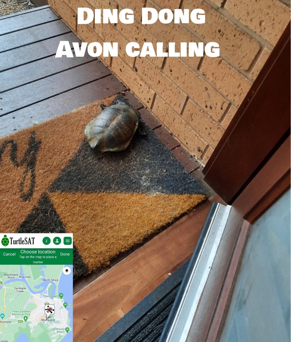 Prof_TurtleAU's tweet photo. #PortMacquarie have a new breed of Avon Ladies.
#Turtle #1MillionTurtles #TurtleSAT https://t.co/OPQwtwLh5Z