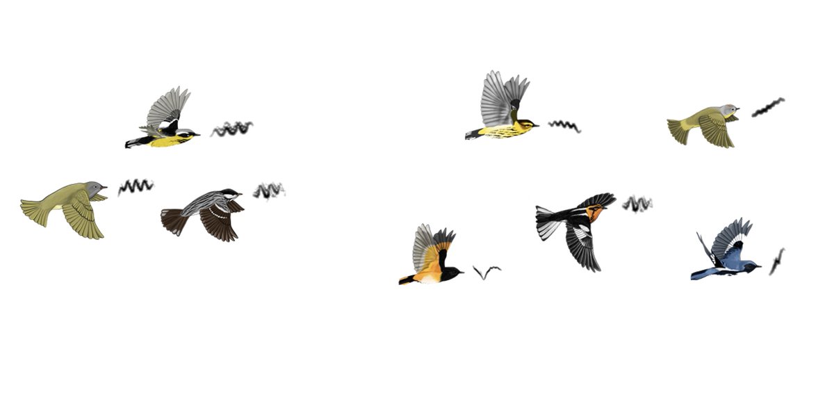 DMennill's tweet photo. Accepted! "Acoustic similarity of flight calls corresponds with composition and structure of mixed-species flocks of migrating birds: Evidence from a 3-D microphone array." 🌙🎶🐦
Coming soon to Philosophical Transactions B. By Zach Gayk and me. Congratulations Zach! https://t.co/tybjcKT8k7