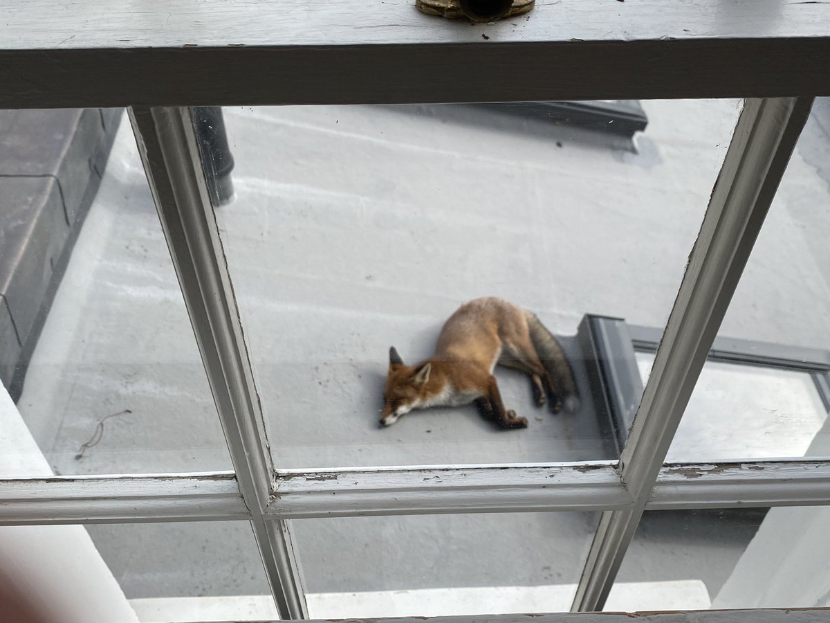 It’s very distracting when you’re working from home to have a young fox sunbathing on the roof next to your window.