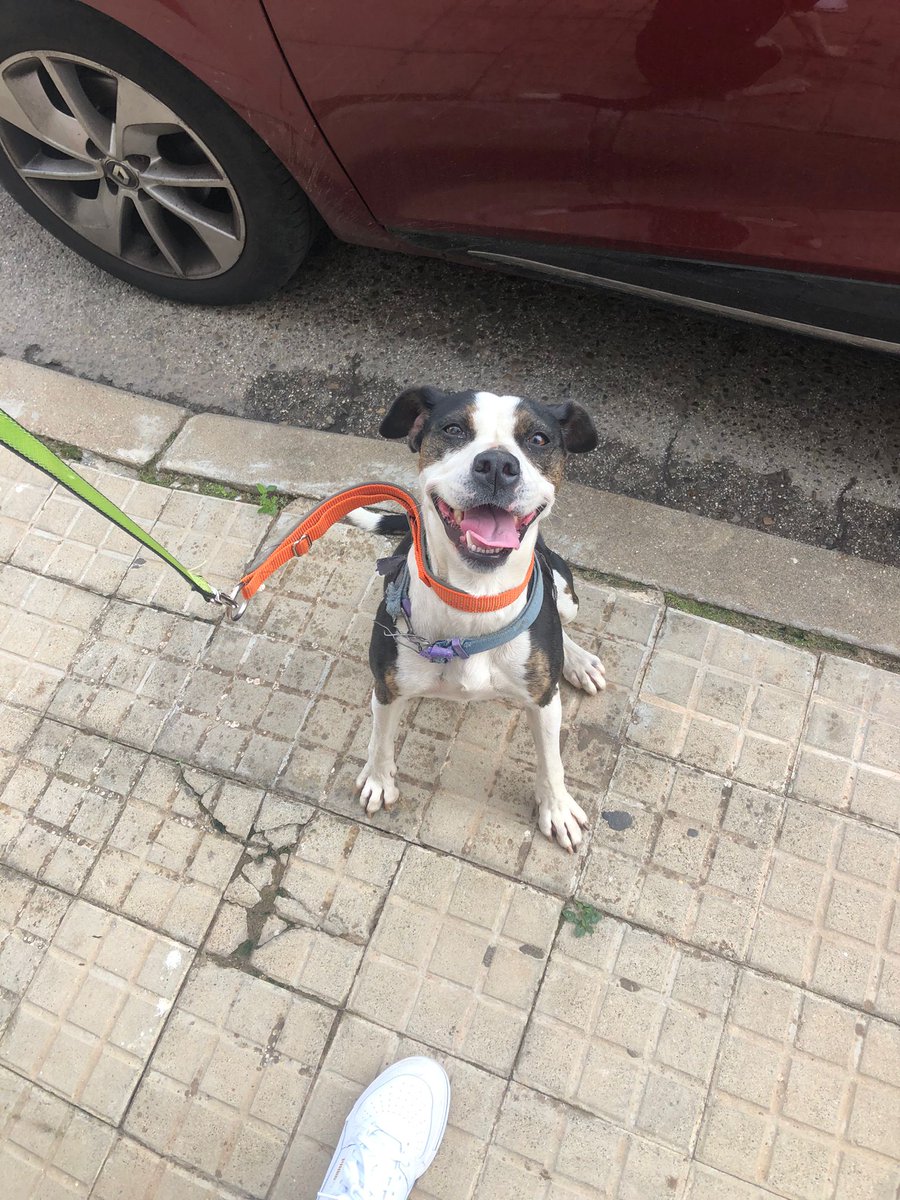 Familia de tuiter, esta perrita necesita familia o acogida urgente, está en un pueblo de Sevilla. Gracias ❤️