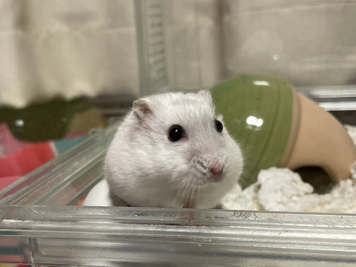 hlUutqn1jmsFbvW's tweet photo. A fun sister hamster.愉快な姉妹のハムスター。#もち子さん🍚 #Ricecake♀#さくらちゃん🌸 #CherryBloss... https://t.co/y81RfsGCpy @YouTubeより https://t.co/NU0GnBCP2J