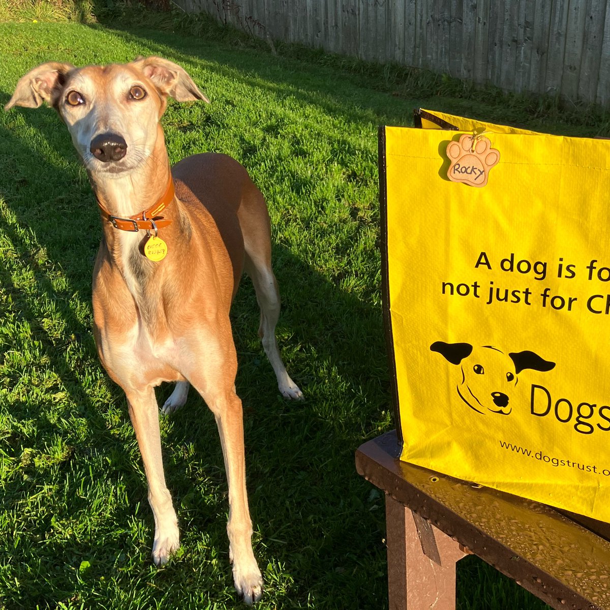 What an exciting start to the day for handsome Rocky! 🐶 He couldn’t wait to pack his bags and head to his furever home 🏡 We hope he enjoys lots of zoomies and cuddles with his new family 💛 #BagPacked #AdoptDontShop #ADogIsForLife @dogstrust