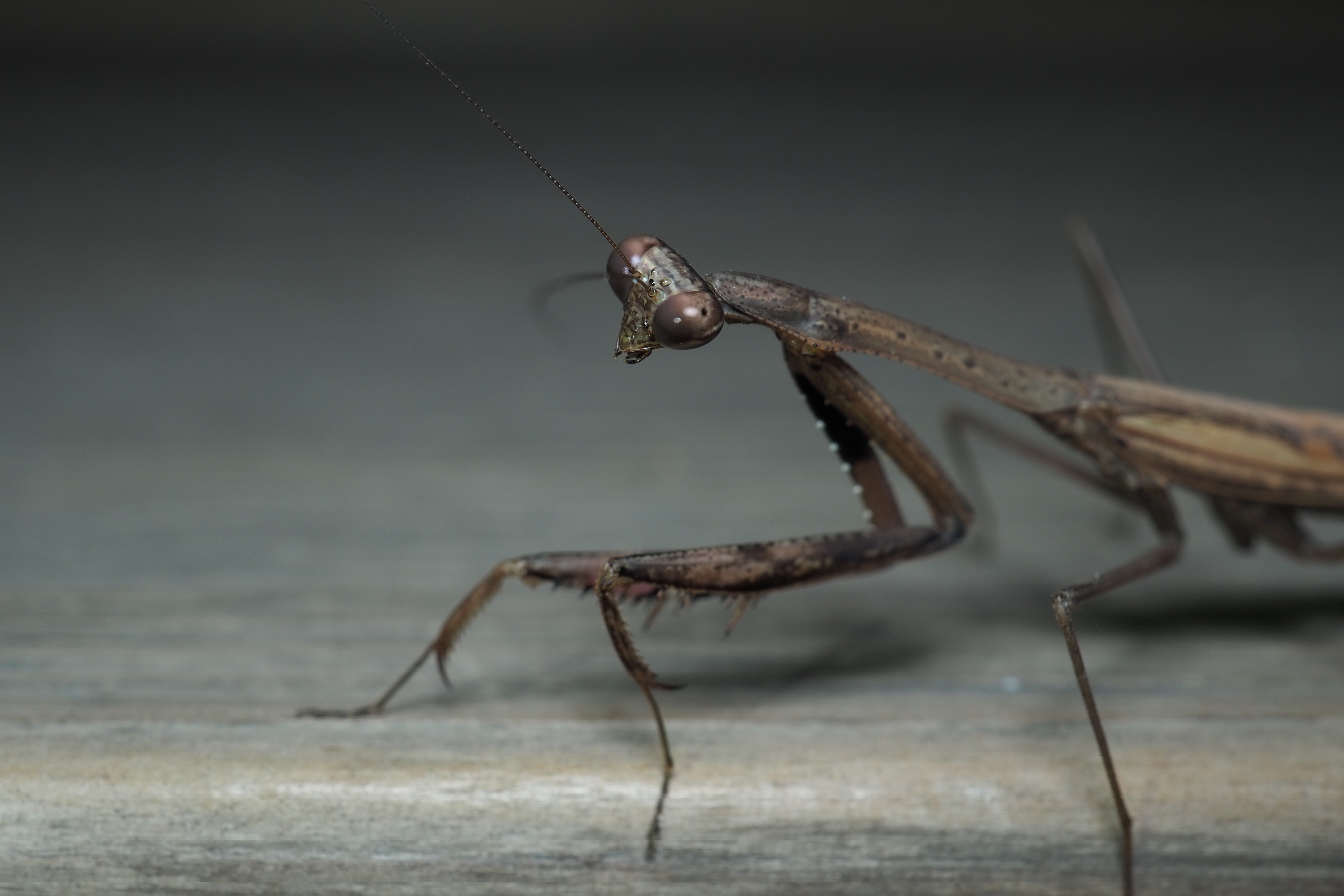 ホヅノ Mops6480 Twitter