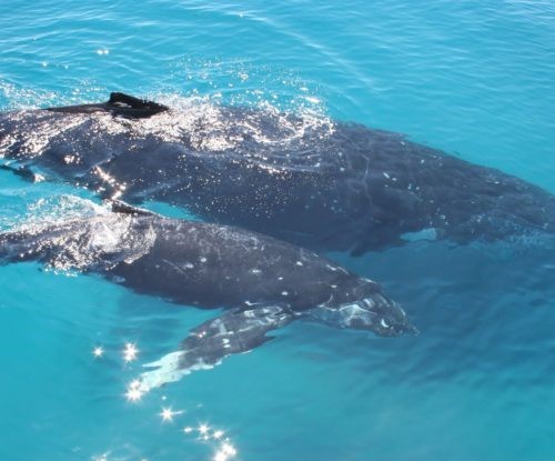 BeshAdventures's tweet photo. did you know we do have humpback whale migration in the kenyan coast?
now you know .

#mkte #magicalkenya #kws #kenyabeaches #welcometokenya https://t.co/XwUdDdeTnB