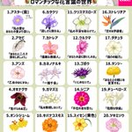 知る前と後でその花への印象が変わるかも!素敵な花言葉40選!