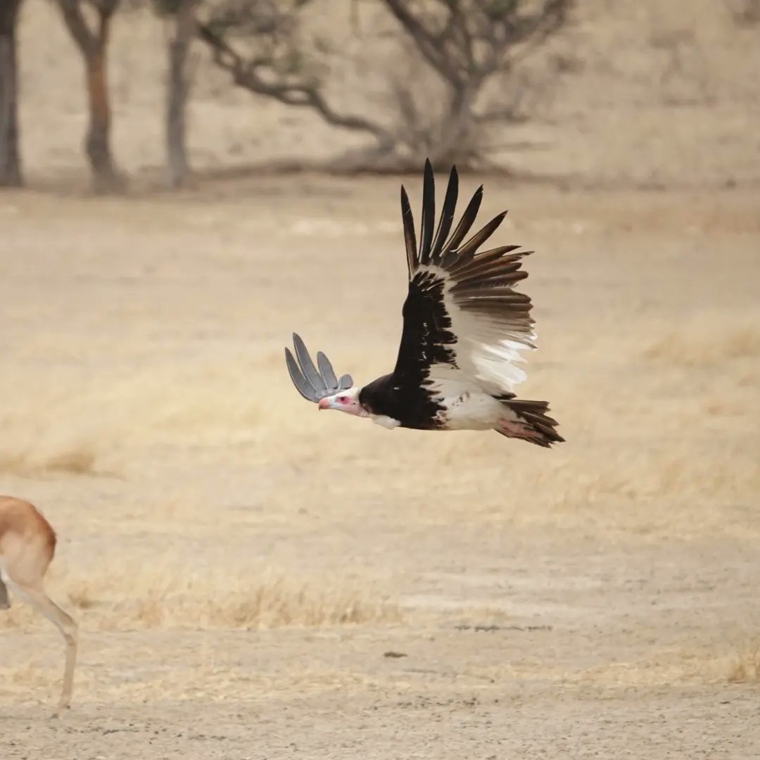 kitesurferpeter's tweet photo. Vulture in flight in the Kalahari.

#Kgalagadi 
#southafrica 
#safari
#kalahari
#wildlife
#vultures https://t.co/PZ36qBunCQ