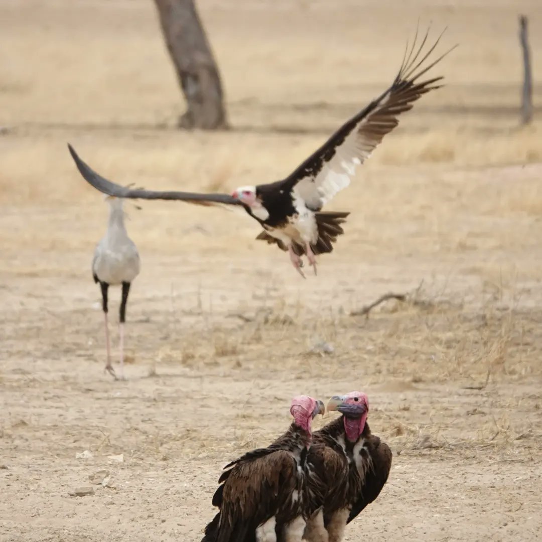 kitesurferpeter's tweet photo. Vulture in flight in the Kalahari.

#Kgalagadi 
#southafrica 
#safari
#kalahari
#wildlife
#vultures https://t.co/PZ36qBunCQ