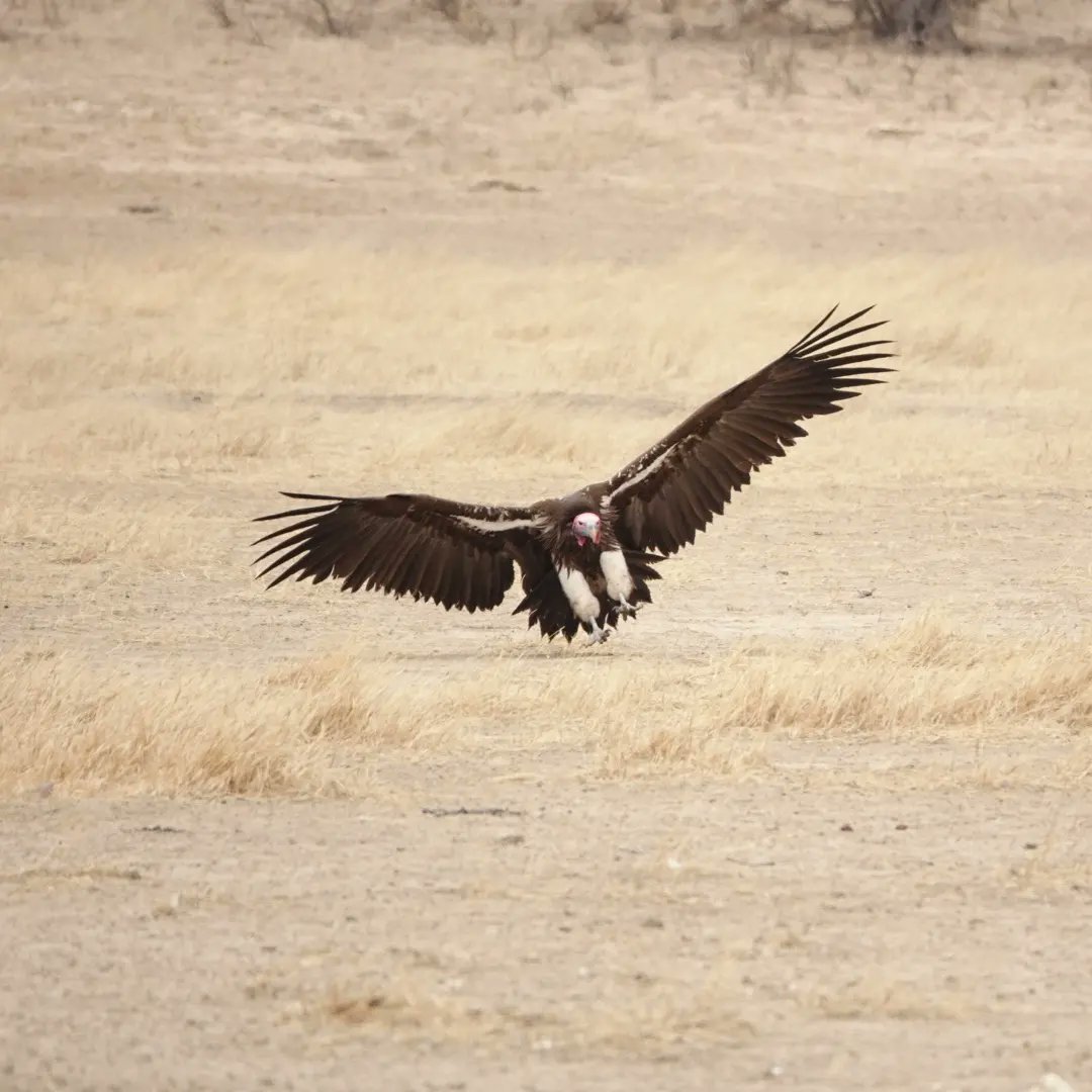 kitesurferpeter's tweet photo. Vulture in flight in the Kalahari.

#Kgalagadi 
#southafrica 
#safari
#kalahari
#wildlife
#vultures https://t.co/PZ36qBunCQ