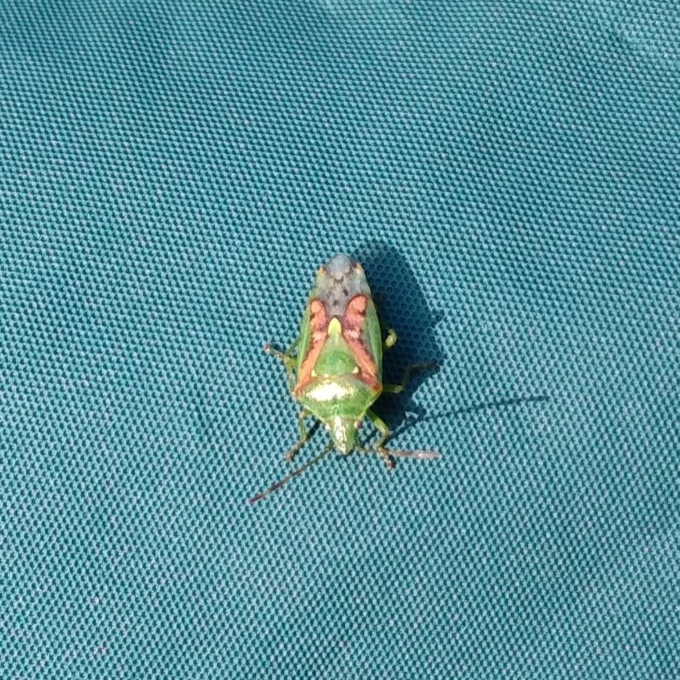 A first for VC42 Breconshire, this rarely recorded in Wales, Juniper Shieldbug, Cyphostethus tristriatus turned up in my Brecon garden on Sunday. It's only the 4th record for Powys / 1st in the @BreconBeaconsNP & 43rd for Wales in Aderyn. @BBNatureRecover @WTSWWBrecknock