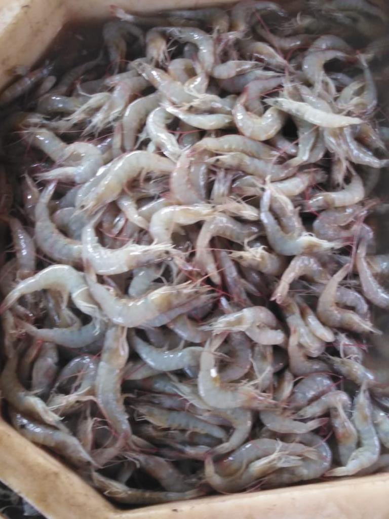 sfacindia's tweet photo. Freshest produce- from #prawns to #Mud #Crab is on #eNAM- inter Mandi trade from Balugaon Mandi to Rahama- register on eNAM for best prices and choicest produce #agribusiness #digitalIndia @ShobhaBJP @KailashBaytu @nstomar @mygovindia https://t.co/HaYdwz9GyX