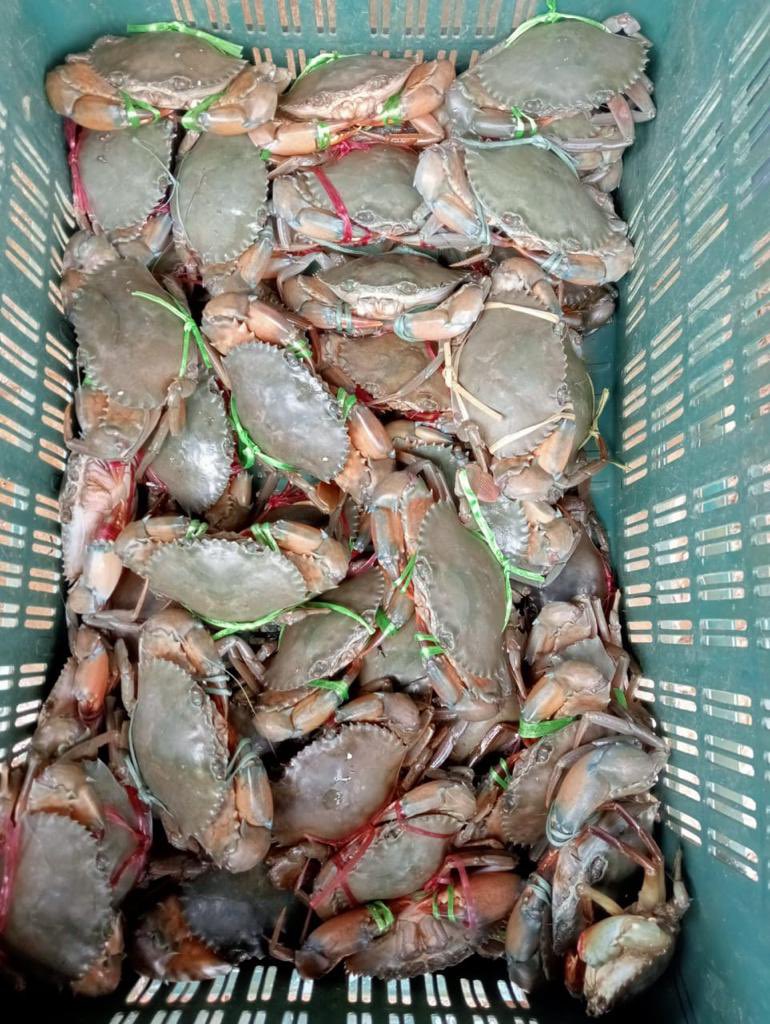 sfacindia's tweet photo. Freshest produce- from #prawns to #Mud #Crab is on #eNAM- inter Mandi trade from Balugaon Mandi to Rahama- register on eNAM for best prices and choicest produce #agribusiness #digitalIndia @ShobhaBJP @KailashBaytu @nstomar @mygovindia https://t.co/HaYdwz9GyX