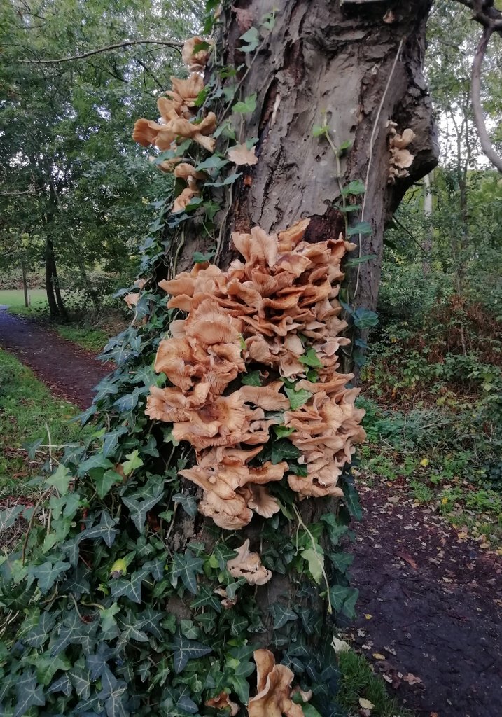 EdoZamboni's tweet photo. A striking growth of Honey Fungus from inside this dead Horse Chesnut in Alexandra Park.

Anyone knows if common for this species to grow so high up the trunk of infected trees? Here's reaching 4m high. 

Armillaria sp. 
#365DaysWild 🍄
#LondonFungi https://t.co/miUWoHjmxS