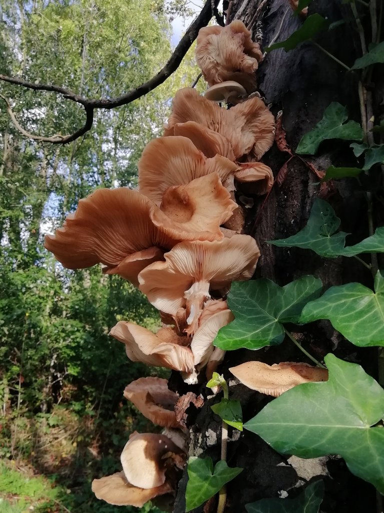 A striking growth of Honey Fungus from inside this dead Horse Chesnut in Alexandra Park.

Anyone knows if common for this species to grow so high up the trunk of infected trees? Here's reaching 4m high. 

Armillaria sp. 
#365DaysWild 🍄
#LondonFungi