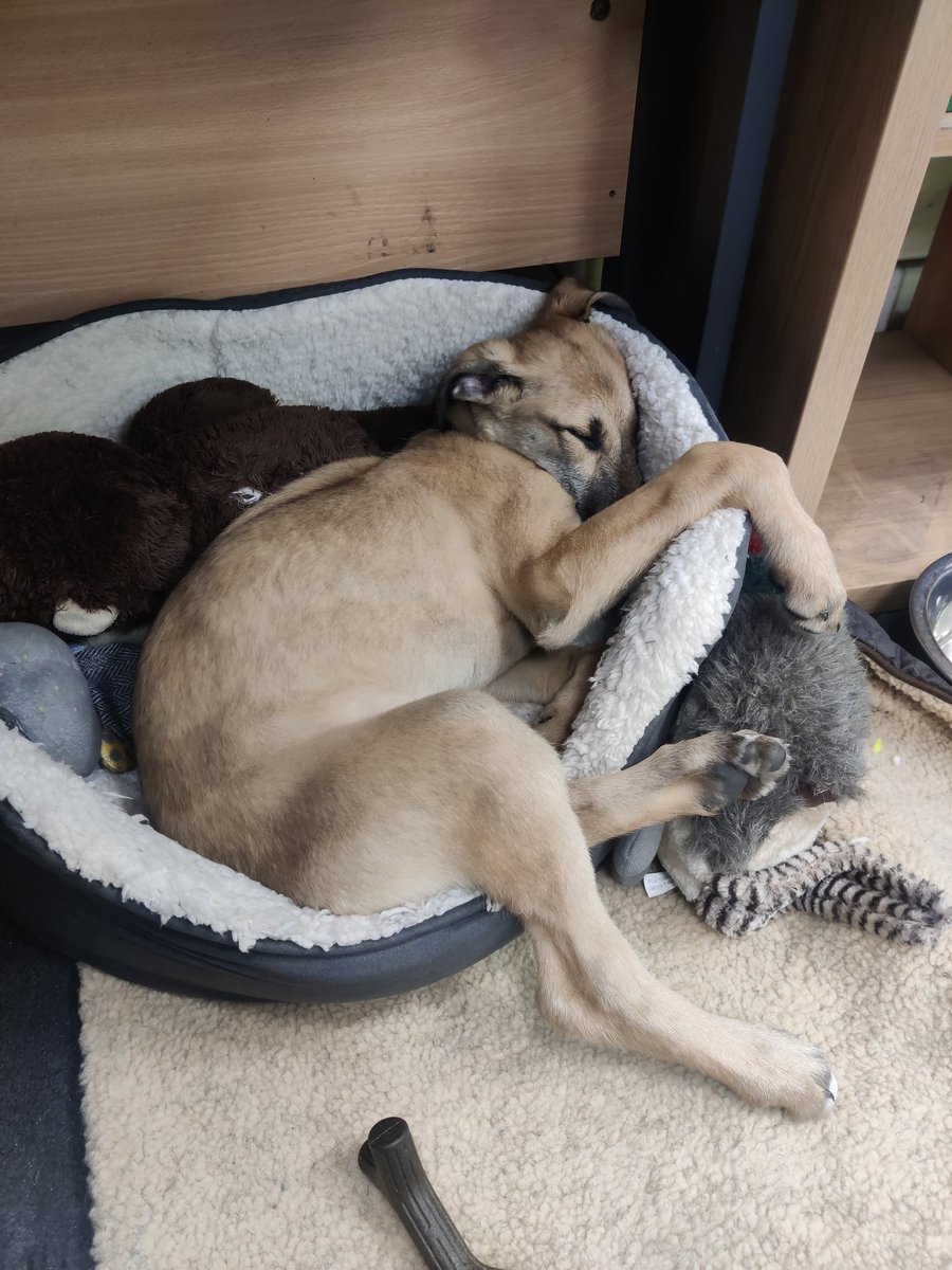stevegnoel's tweet photo. Ffion's sussed this sleeping on the job lark a treat https://t.co/DYiNVPcZGs