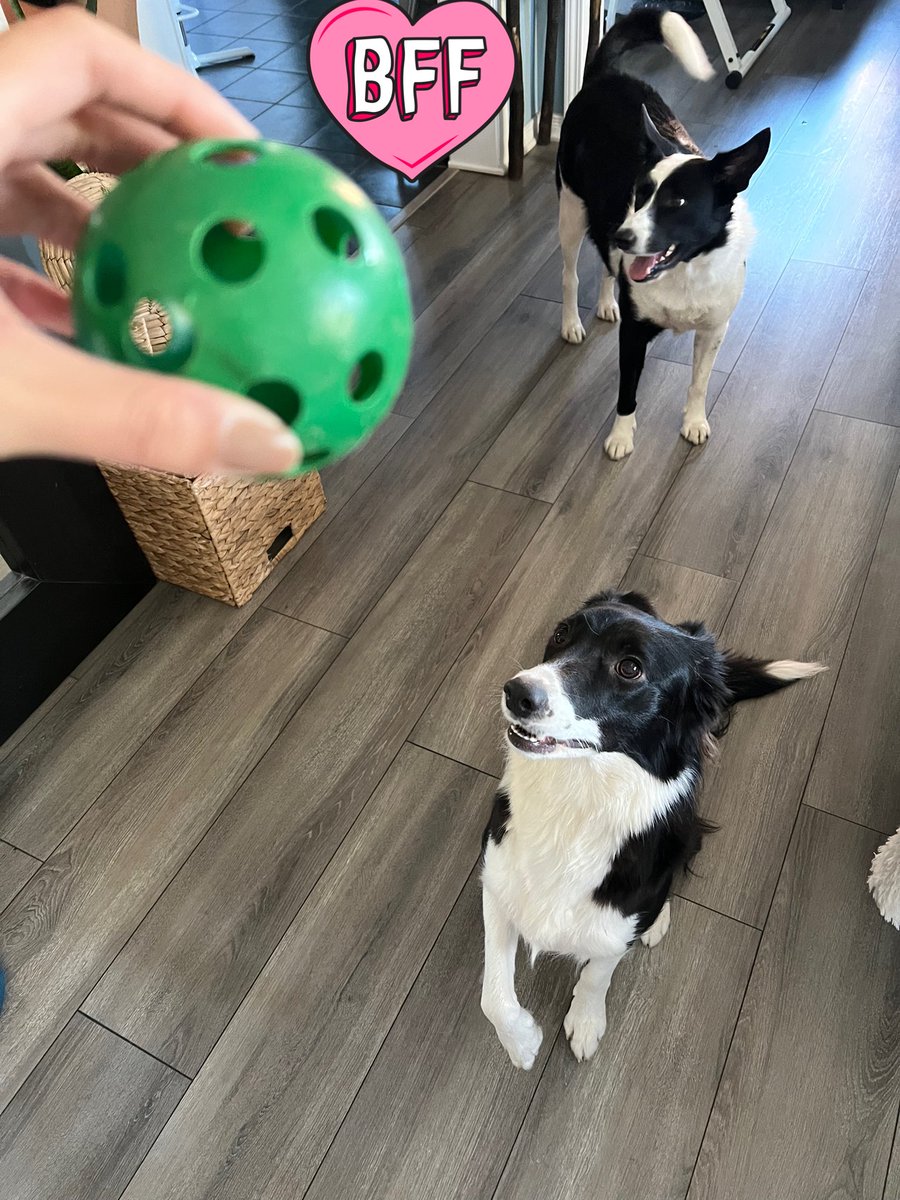 KaiGalang10's tweet photo. Good Morning! #LetsDogGood #LetsGrow @DogsOfMandoX @FriendsOfDogss #DogsofMandox #Mandox #BLX #BolixToken #MandoxMilitia #BCT we are chillin! On our way to the πππ https://t.co/wLBrUlerq9