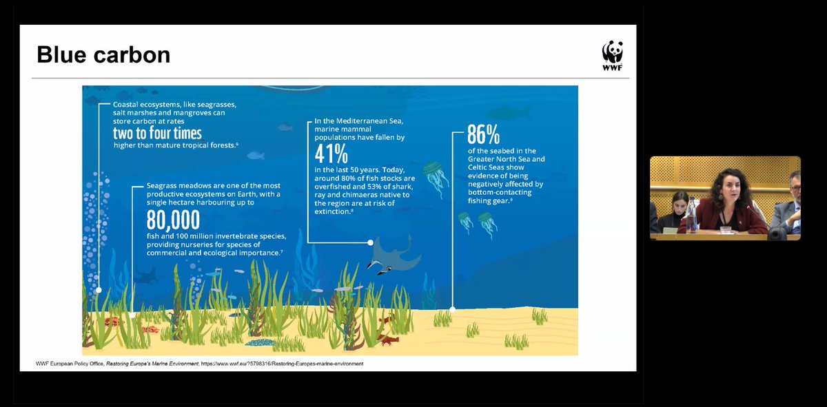 WWF EU (@wwfeu) on Twitter photo Our ocean is the largest carbon sink on 🌍 so restoring habitats and boosting wildlife are essential parts of tackling the climate crisis, explains <a href="/AntoniaLeroy/">Dr. Antonia Leroy</a> at <a href="/EPIntergroup_SD/">MEP Group CCBSD</a> <a href="/OceanNETs_EU/">OceanNETs</a> <a href="/CDRmare/">CDRmare</a> event
#OceanAction = #ClimateAction🌊
Learn more: wwf.eu/?5798316/Resto… Our ocean is the largest carbon sink on 🌍 so restoring habitats and boosting wildlife are essential parts of tackling the climate crisis, explains <a href="/AntoniaLeroy/">Dr. Antonia Leroy</a> at <a href="/EPIntergroup_SD/">MEP Group CCBSD</a> <a href="/OceanNETs_EU/">OceanNETs</a> <a href="/CDRmare/">CDRmare</a> event
#OceanAction = #ClimateAction🌊
Learn more: wwf.eu/?5798316/Resto…