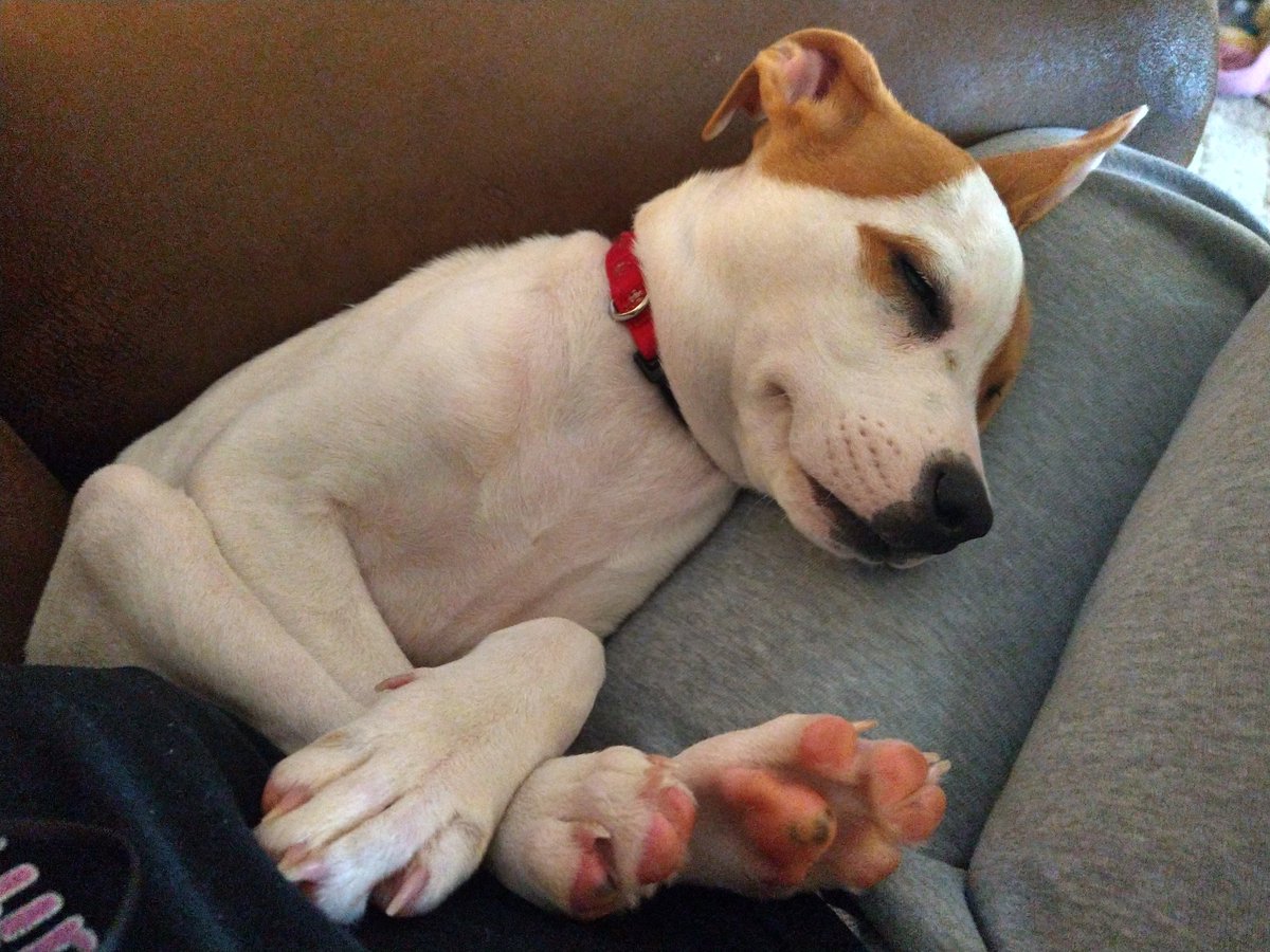 Bangteez87's tweet photo. he sleeps more polite and than y'all 💀💀 https://t.co/xnkh22TppF