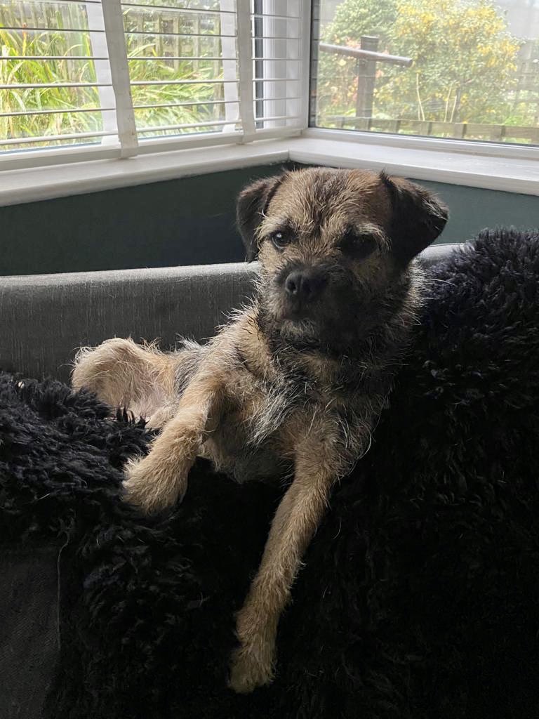 RuffralphT's tweet photo. Hi ⁦@BTposse⁩ are you all enjoying blending in to the autumn leaves? https://t.co/adv2OBRe7f