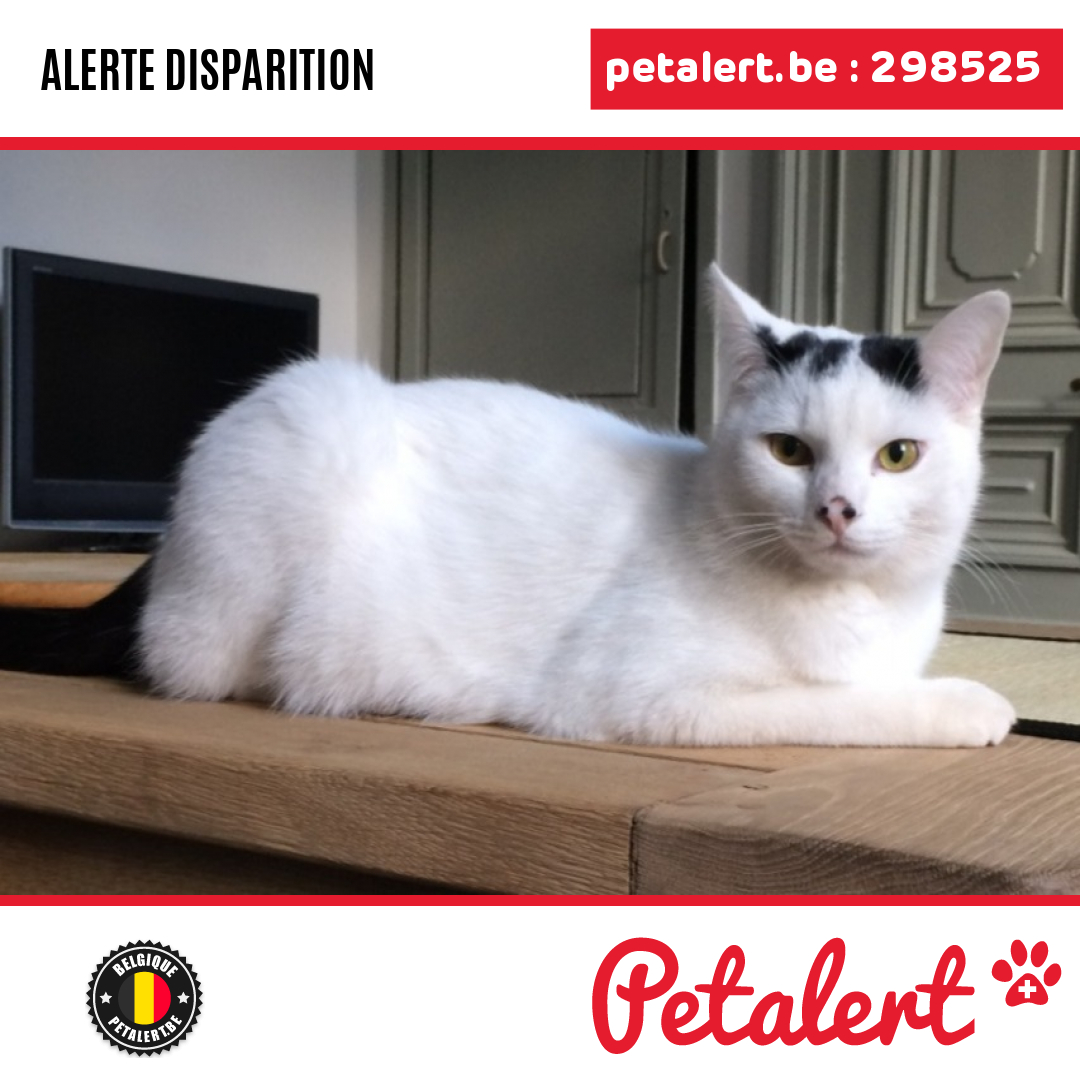 petalert_be's tweet photo. Disparu #Chat #Hainaut #MontignyLeTilleul #Petalert  #PetAlertWHT / https://t.co/8biEmIdpmy https://t.co/rBXo3iMVPP