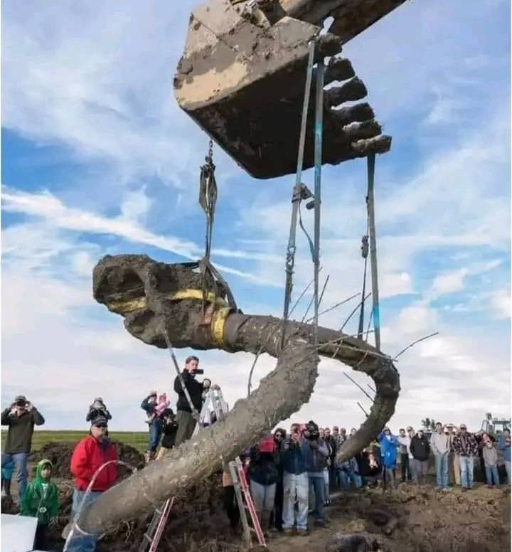 jimrosecircus1's tweet image. University of Michigan recover a Woolly Mammoth skull in a farmers field in Lima Township, Michigan.