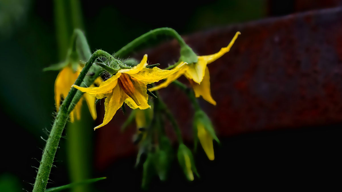 Journal Horticultural Science & Biotechnology tweet media