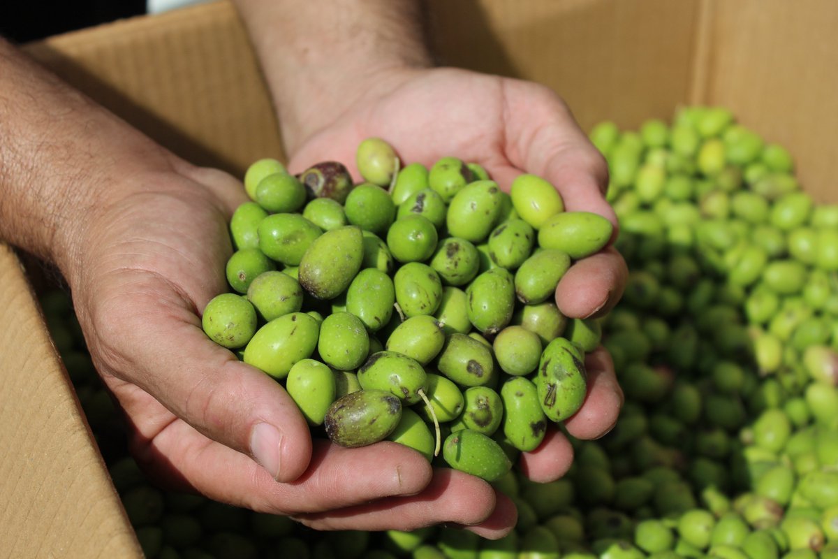 The 22nd Annual Olive Harvest Festival marked a very important economic, cultural, and historical occasion in Palestine. Community members gathered for an open market and art exhibition featuring student artists from local universities.
#oliveharvest
#Palestine