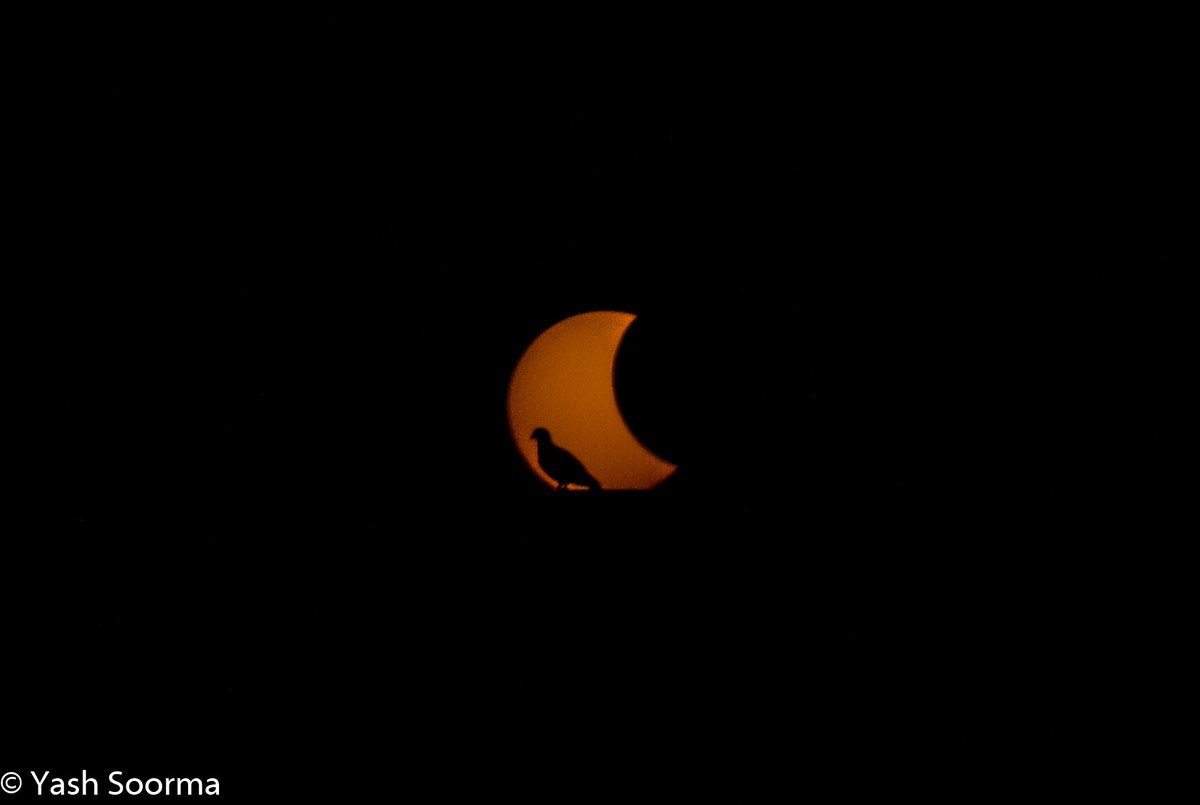 soorma_yash's tweet photo. Partial Solar Eclipse
25th October 2022
Canon 7D, 135mm
Sonipat
#SolarEclipse2022LIVE
#solareclipseindia
#SolarEclipse https://t.co/8U2gB743RB