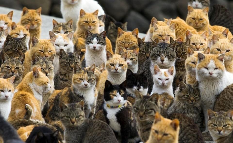 YanelaRHdz's tweet photo. Lugar donde te puedes morir de amor 💫💖

“La Isla de los Michis”🐈
     ¿Y tú irías? https://t.co/fh68EGcyV3