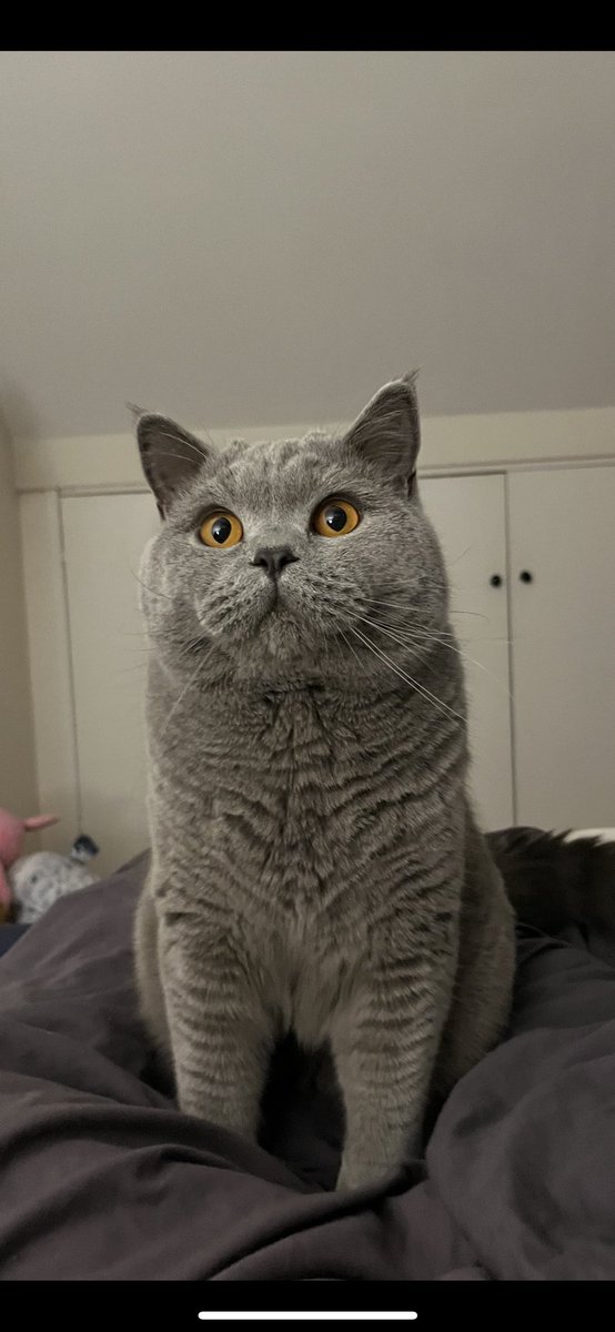GeorgiaAS12's tweet photo. .@taylorswift13 here’s a British Blue for you - meet Kevin 🥰 https://t.co/lPQ3BRsoU5