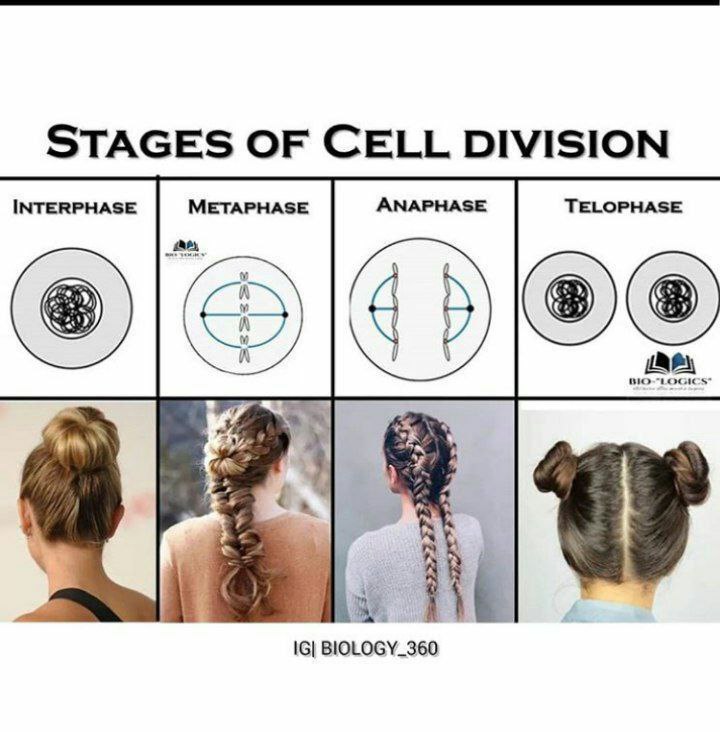 shreyash_jaiswl's tweet image. #celldivision #stagesofcelldivision #interphase #metaphase #anaphase #telophase #newway #newwayoflearning #hairstyles #chromosome #easystudy #studytips #girlshairstyles #neet #trending #trendingtopic #bio #biology #biologystudy