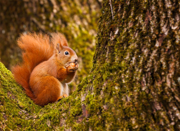The Urban Squirrel Survey tweet media