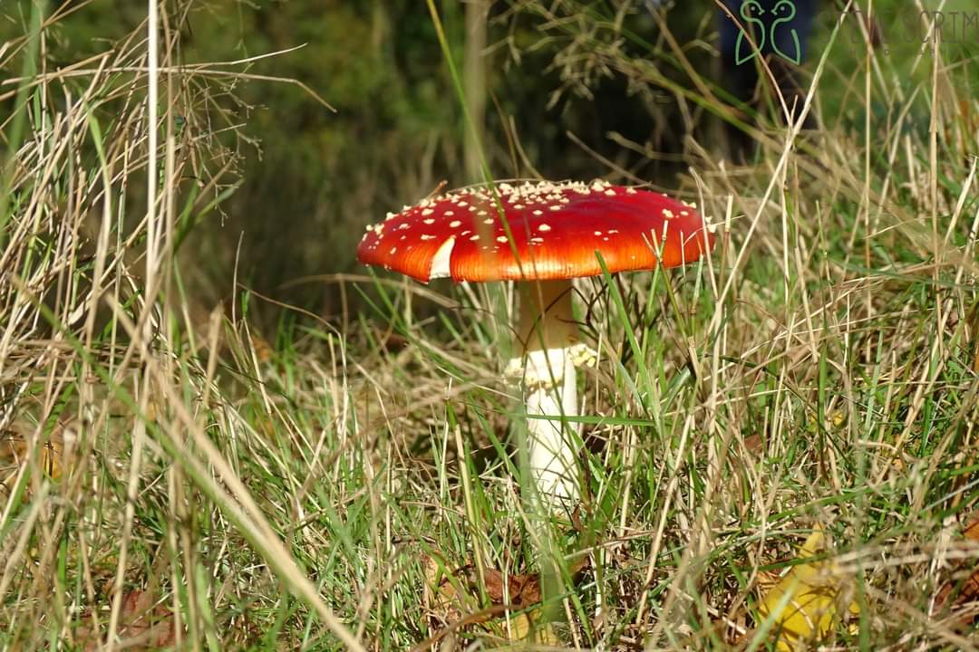Fly Agaric, William Wroe 22.10.22.
This was the only one we found on Saturday, dispite looking for for a while...
<a href="/Golfer1961Steve/">steve barton</a> just for you 🤣
<a href="/FlixtonUrmston/">Love where you live</a> <a href="/TCVManchester/">TCV Manchester</a> <a href="/CityofTreesMcr/">City of Trees</a> <a href="/GMGreenCity/">GM Green City</a> @GroundworkGM <a href="/UrmstonMeadows/">Urmston Meadows</a>