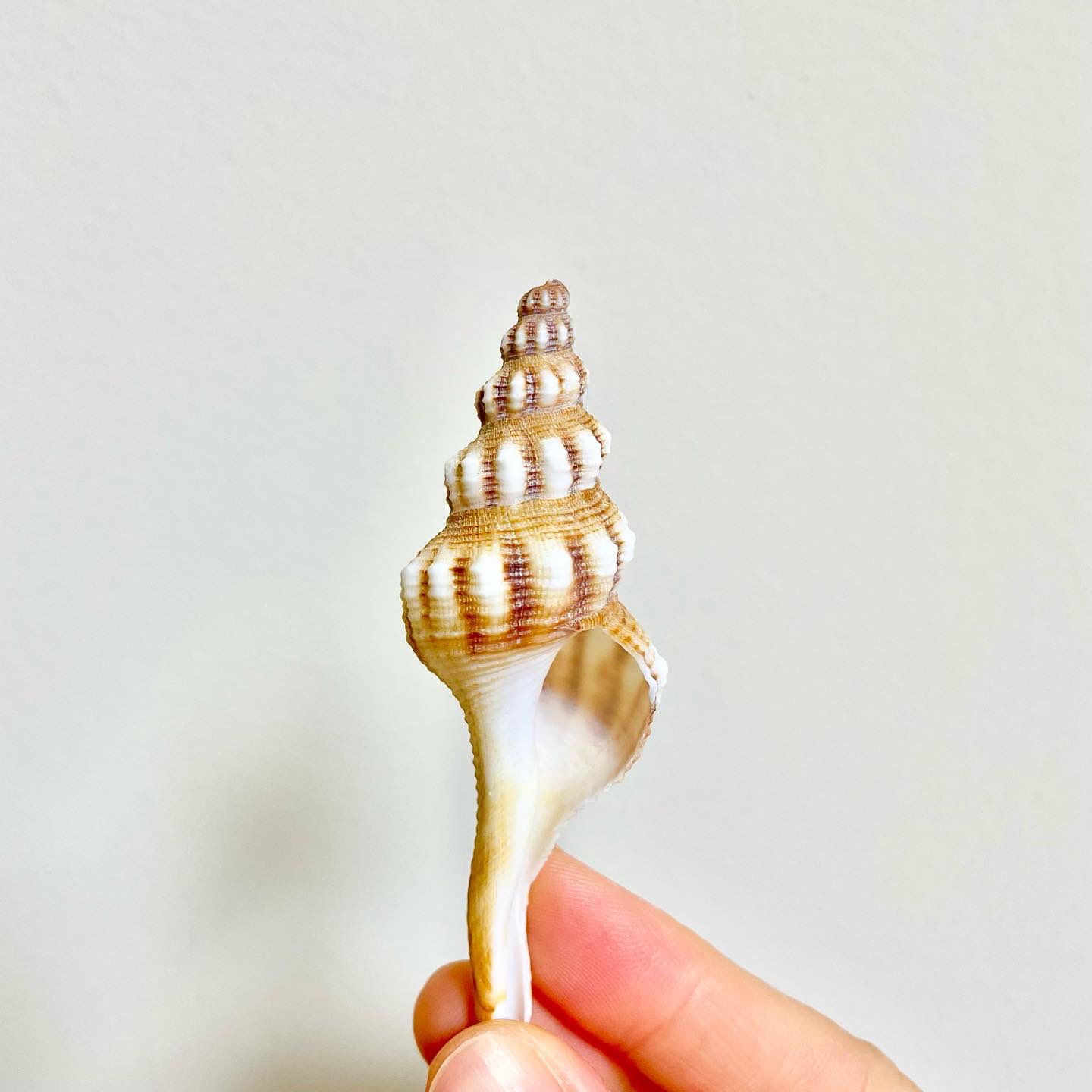 伊豆の海で拾った大きい巻貝 伊豆の海で拾った大きい巻貝