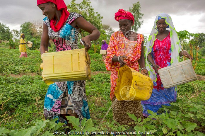 #SPorgWebinar on social assistance programme for agri-food systems workers in West Africa. Social Protection challenges and good practices from Cabo Verde 🇨🇻, Côte d’Ivoire 🇨🇮, Ghana🇬🇭, Mali🇲🇱, and Senegal🇸🇳 are presented. @ecowas_agric @FAOSocioEcon