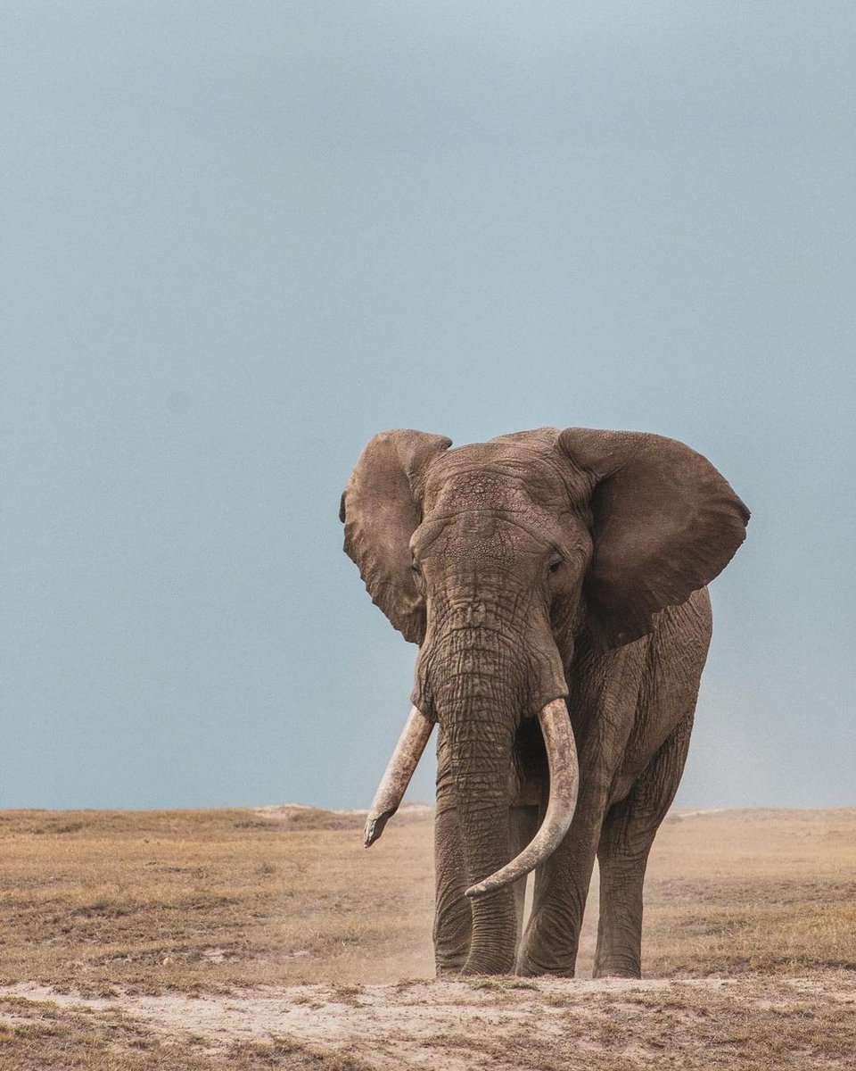OlPejeta's tweet photo. There aren’t many sights better than a wild elephant standing tall on the plains of Africa; a stark contrast to the brutality of the ivory trade that is almost impossible to comprehend.

Photo credit: Yoga For The Wild

#OlPejeta #OlPejetaConservancy #Africa #Elephant https://t.co/C2zVrELNmc