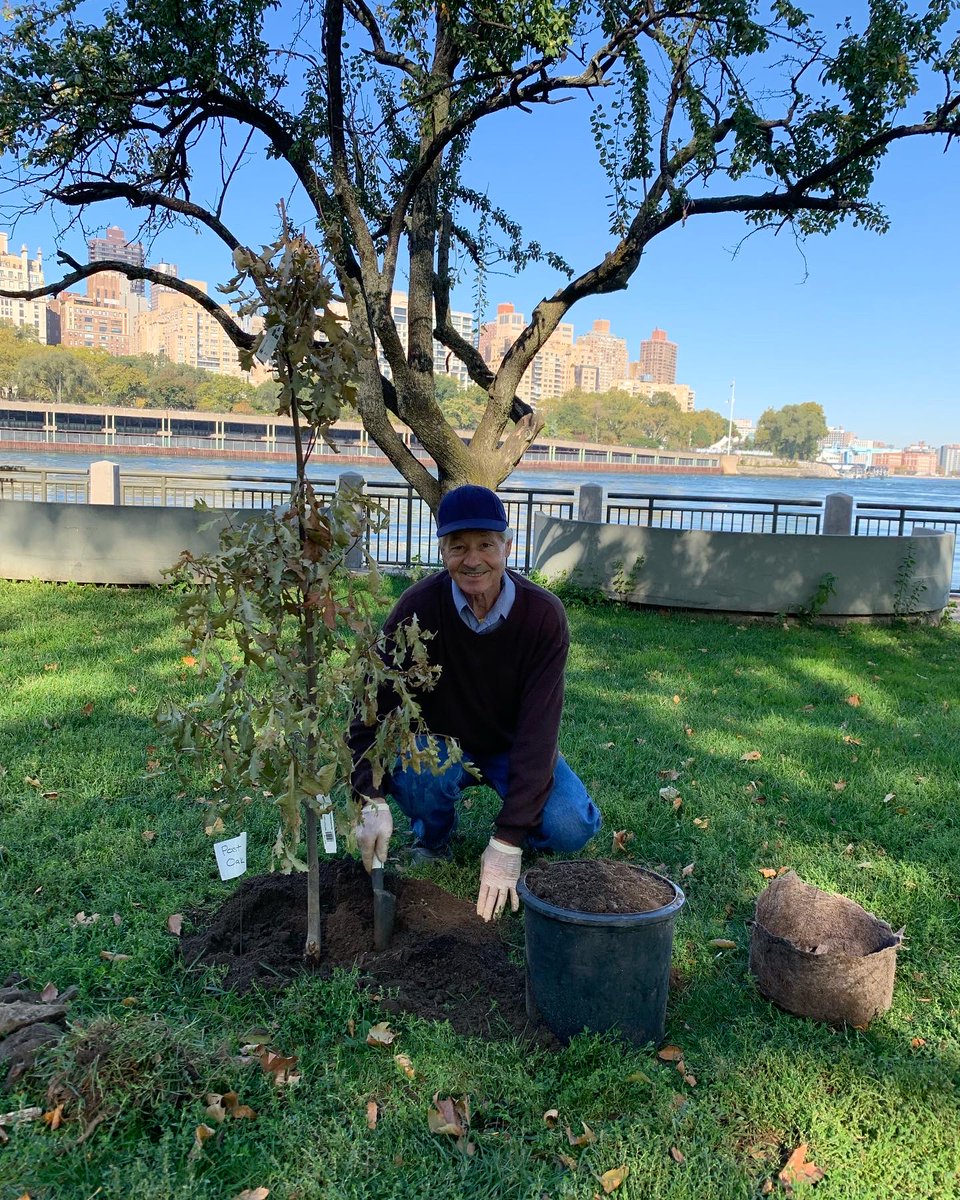 TreesNewYork's tweet photo. We celebrated #PlantATreeDay on #RooseveltIsland w/@iDig2Learn, helping them realize their vision of an #urbanforest at #LighthousePark. All 12 #species we planted were #nativetrees like #Oak, #SugarMaple, and #Sourwood. Thank you @onetreeplanted for supporting this project! https://t.co/CcCY8Tm1zA