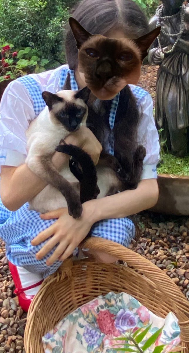 sarahbrockwell6's tweet photo. Sorry for not streaming today everyone, night night 😴 #goodnight #australia #nightnight #sweetdreamz #and #nicememes #siamesecat #meowmeow #siamese #aussiecats ☺️☺️☺️😸😸😸🌈🌈🌈🦑🦑🦑 #loveyourself https://t.co/dqjHXShePF