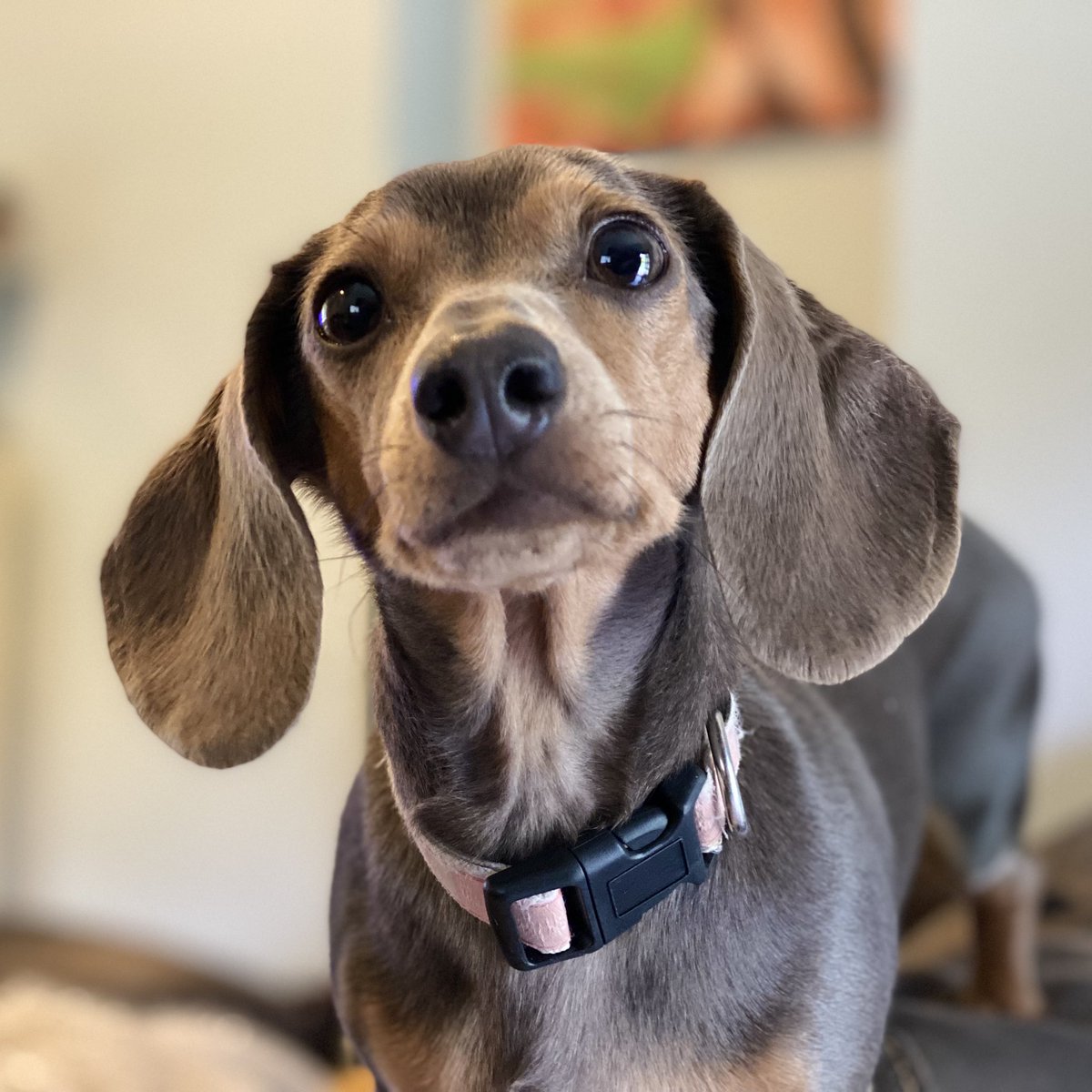 SausageDogHotel's tweet image. “Would you like any help eating that sandwich?” 🥪Magic letting me know she is there for me… #Groaker #SharePlease