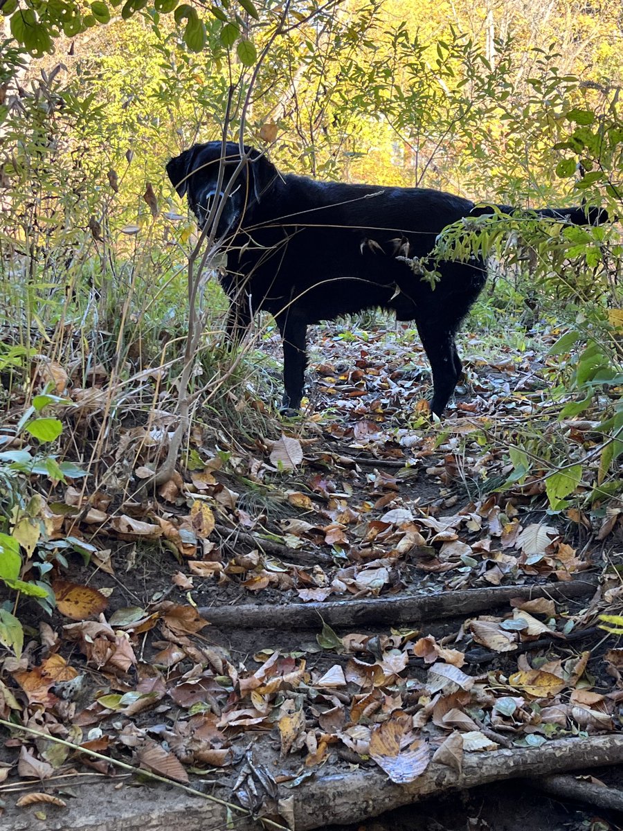 NikeyTeddy's tweet photo. Fall fun!!Some more fun at the ravine! Oh how we love fall!! #somuchmud #labs #leaves #fall #dogs #dirtydogs #dogsoftwitter https://t.co/HfA12AYXn8