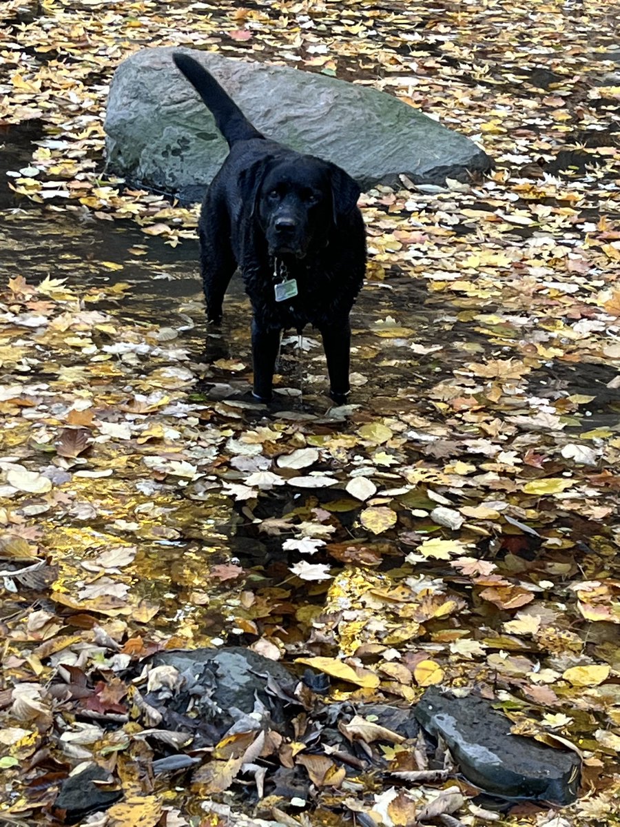 NikeyTeddy's tweet photo. Fall fun!!Some more fun at the ravine! Oh how we love fall!! #somuchmud #labs #leaves #fall #dogs #dirtydogs #dogsoftwitter https://t.co/HfA12AYXn8