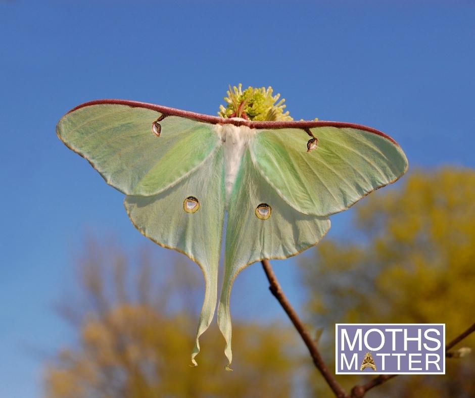 savebutterflies's tweet image. Did you know? 💡 

Some moths don't eat... ever!

The adult Luna Moth, for example, doesn't even have a mouth. After it emerges from its cocoon it lives for about a week. Its sole mission in life is to mate and lay eggs.

#MothsMatter #Wildlife #Nature