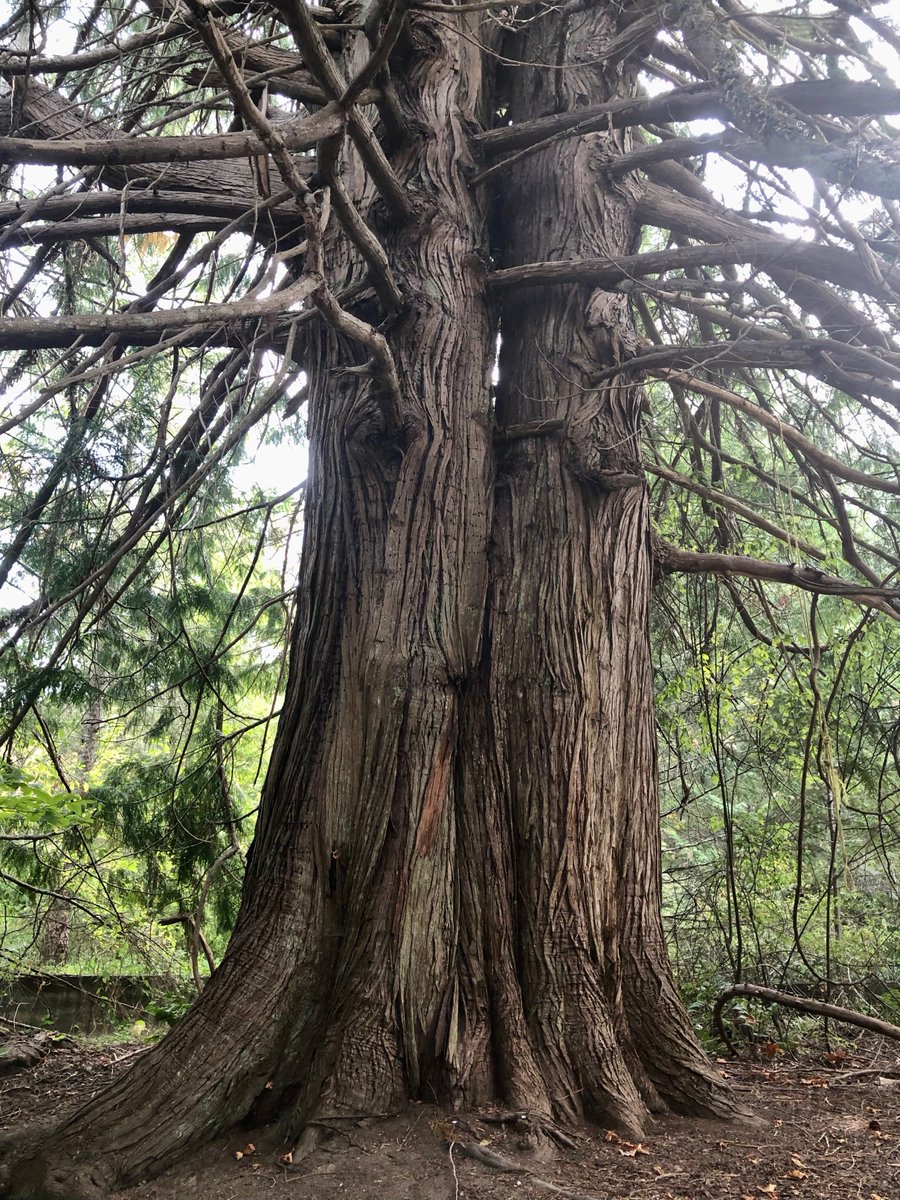 #ThickTrunkTuesday Siamese Twins? From Tod Inlet on Vancouver Island. Have a great Tuesday