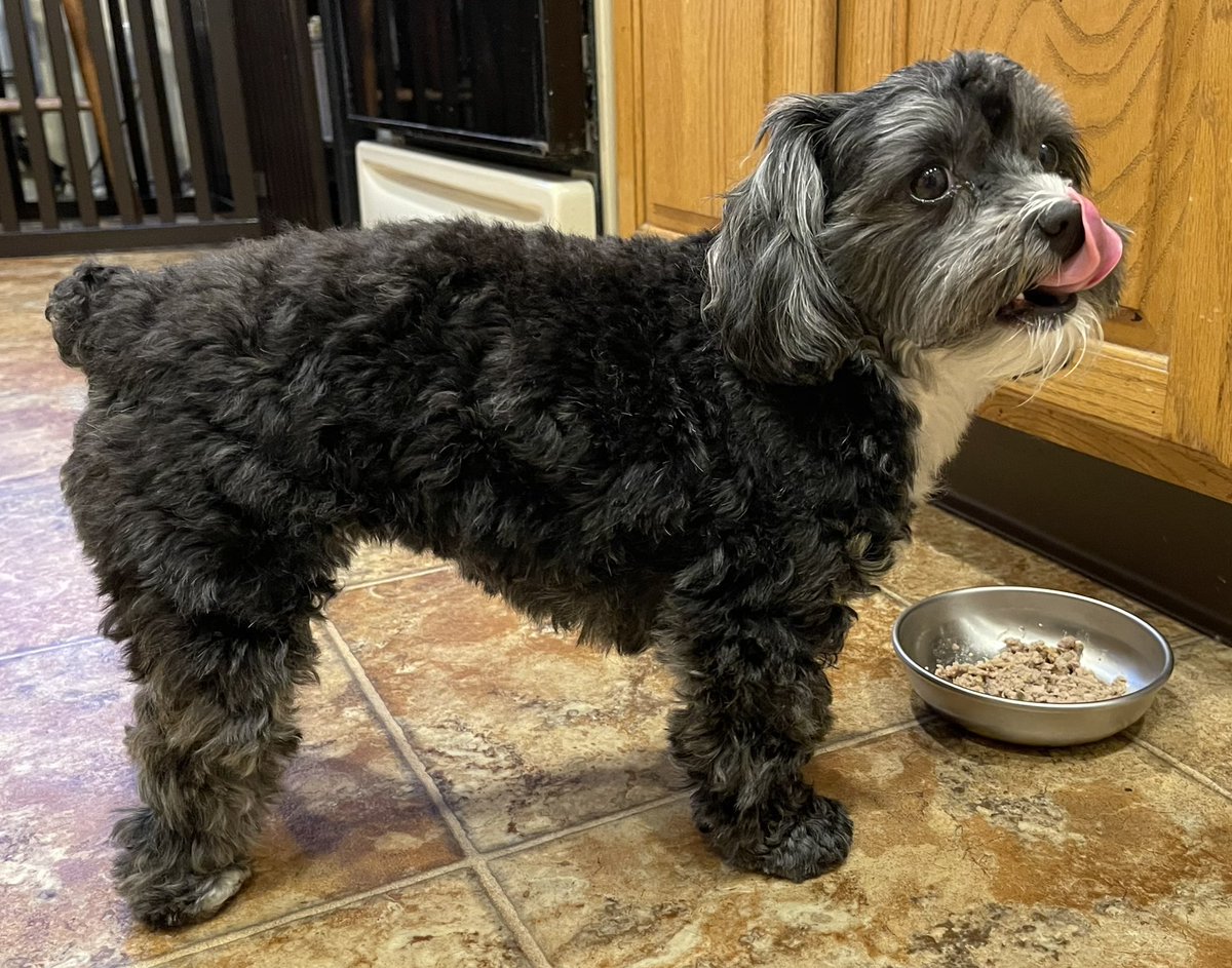 #TongueOutTuesday Breakfast Edition #tot #dogsoftwitter #DogsonTwitter #Tuesday 👅🍲