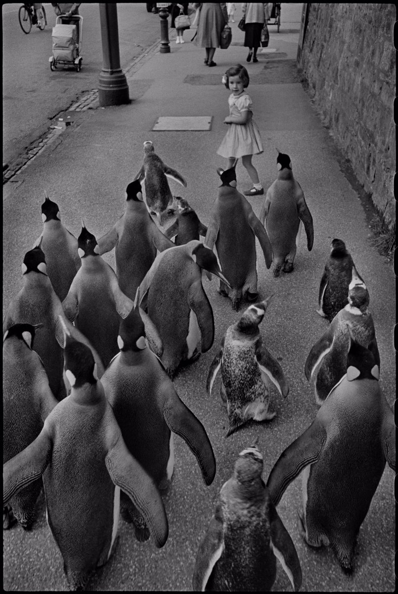 Photograph by Werner Bischof, Edinburgh, Scotland 15th July 1950. Zoo keeper walks penguins through the city every week in order to attract people to the zoo.