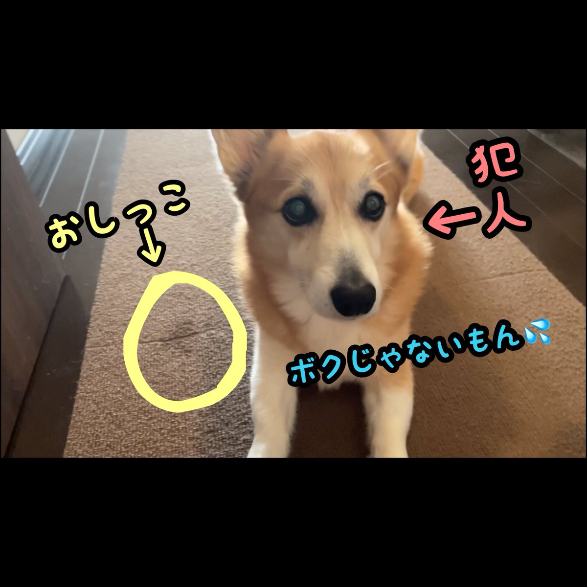 atmurnduke's tweet photo. トイレじゃないところにおしっこをしたのにしらばっくれるコーギー犬バロン https://t.co/dJB7CNrtjc @YouTubeより https://t.co/Hmvlp8Ly3q