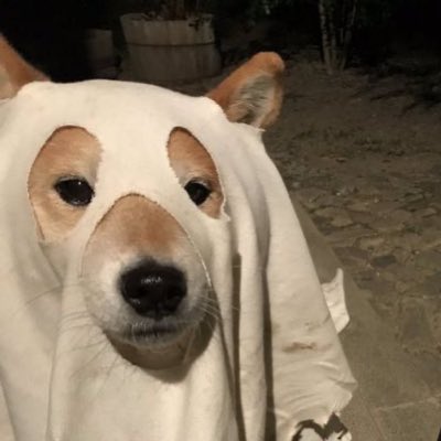 ARATASKICKRED's tweet photo. “ ใกล้ฮาโลวีนแล้วสินะ ตื่นเต้นจังเลย!!”

#NewProfilePic https://t.co/NzeDZ8PD3Z