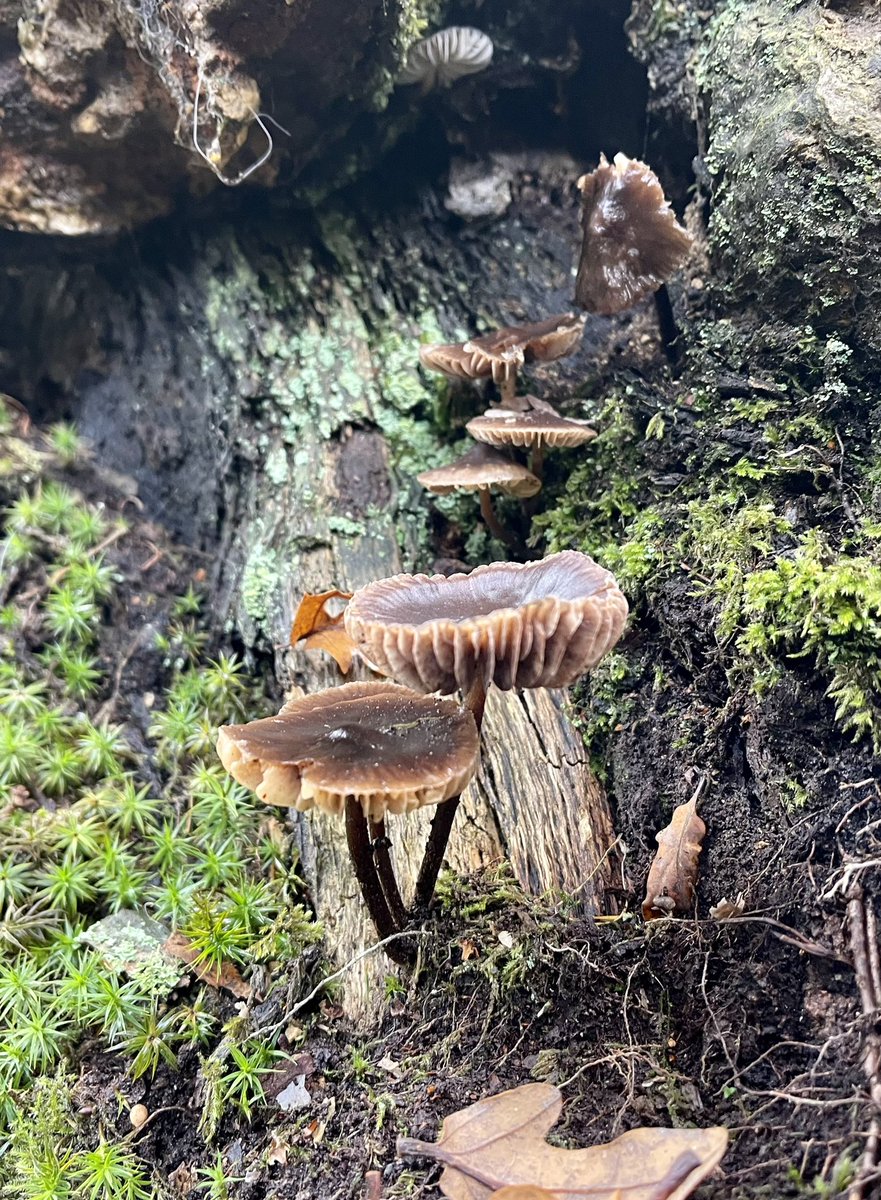 paulsayers77's tweet photo. @BBCSpringwatch here are some fungi pictures I took yesterday, if you wanted to use them. https://t.co/yHjCaPaVJ0